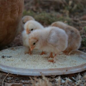 Pure Brahma Chicks – Strong, Healthy Start