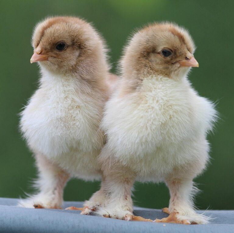 Chicks