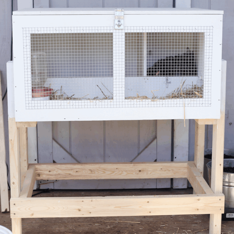 brooder box 1