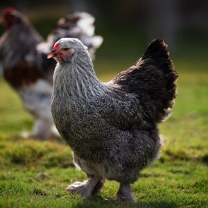 Young Brahma Hens – Strong, Well-Raised & Farm Ready
