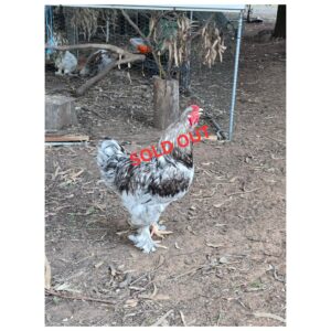 Pure Brahma Roosters – Premium Breeding Quality