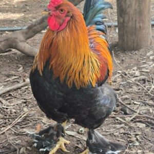 Pure Brahma Roosters – Premium Breeding Quality