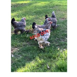 Pure Brahma Breeding Group