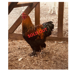 Pure Buff Brahma Roosters- Premium Breeding Quality